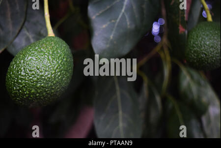 Avocado Baum Stockfoto