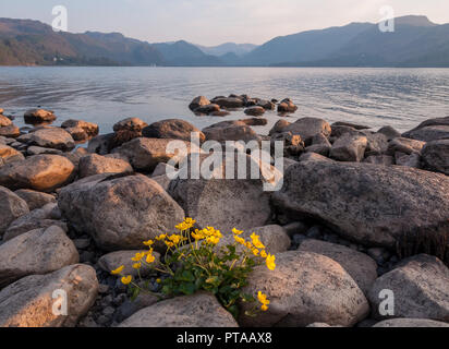 Buttercup Blumen wachsen auf den felsigen Ufer des Derwent Water, mit den Bergen des englischen Lake District. Stockfoto