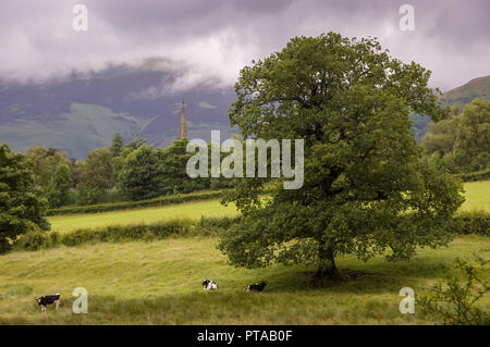 Kühe liegen unter einer Eiche mit der Turmspitze von Keswick Pfarrkirche und Skiddaw Berg hinter in den englischen Lake District. Stockfoto