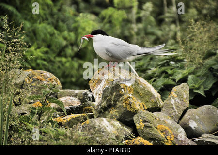 Ein Blick auf die Küstenseeschwalbe auf die Farne Islands Stockfoto