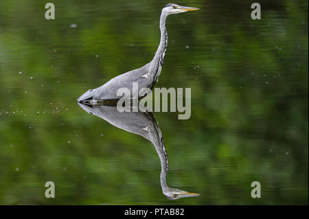 Ein Graureiher spiegelt sich im Wasser (Deutschland). Ein Graureiher spiegelt sich im Wasser (Deutschland). Stockfoto