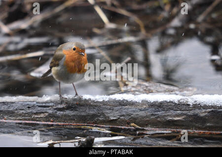 Ein Rotkehlchen sitzt auf einem Ast im Wasser (Deutschland). Ein Rotkehlchen sitzt auf einem Ast im Wasser (Deutschland). Stockfoto