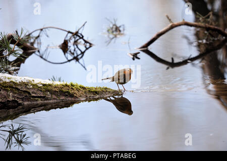 Robin steht auf einem Zweig und es spiegelt sich im Wasser (Deutschland). Ein Rotkehlchen spiegelt sich im Wasser (Deutschland). Stockfoto