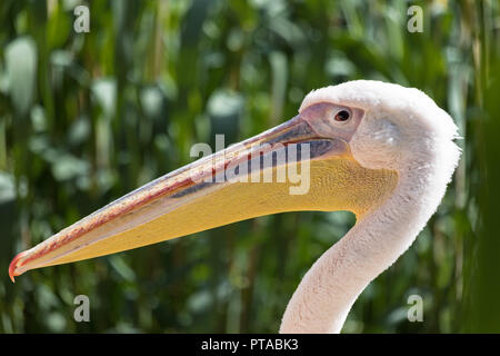 Nahaufnahme der weiße Pelikan Kopf Stockfoto