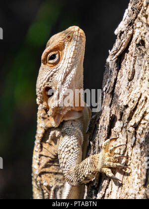 Eine roughtail Rock agama Lizard auf einen Baum mit tief strukturierte Rinde auf einen dunkelgrünen Hintergrund Stockfoto