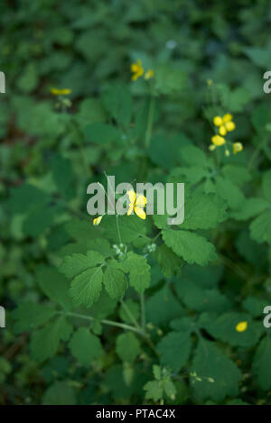 Chelidonium majus Nahaufnahme Stockfoto