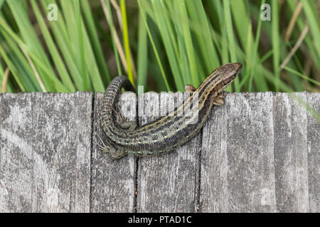 Eine Nahaufnahme von einem gemeinsamen Eidechse (Lacerta Zootoca Vivipara) sonnen sich auf der Promenade am Thursley gemeinsame nationale Natur-Reserve Stockfoto