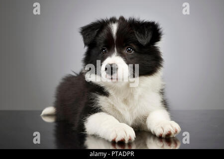 Studio geschossen von einem niedlichen Border Collie Welpe liegend auf grauem Hintergrund. Stockfoto