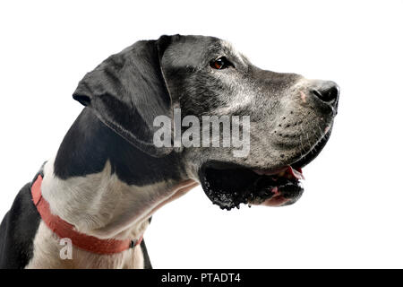 Portrait einer adorable Dogge Hund, studio Shot, isoliert auf Weiss. Stockfoto