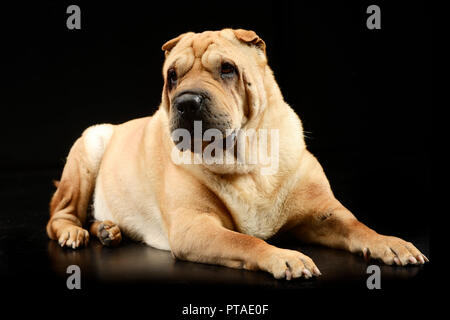 Studio geschossen von einem entzückenden Shar Pei Hund liegend auf schwarzem Hintergrund. Stockfoto