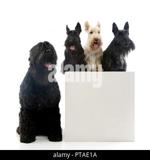 Studio geschossen von einem entzückenden Schwarzer russischer Terrier und drei Scottish Terrier stehend auf einem Feld, isoliert auf Weiss. Stockfoto