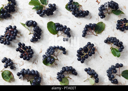 Aronia, allgemein bekannt als die Aronia, mit Laub. Frisch homegrown Aronia Beeren auf Tisch abgeholt. Stockfoto