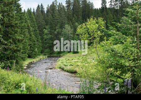 Moldau im böhmischen Wald. Der Tschechischen Republik. Stockfoto