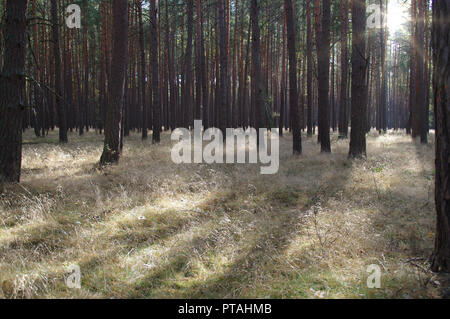Frischen Herbstmorgen im Wald. Trockenen Wald Streu und Sonne zwischen Bäumen. Stockfoto