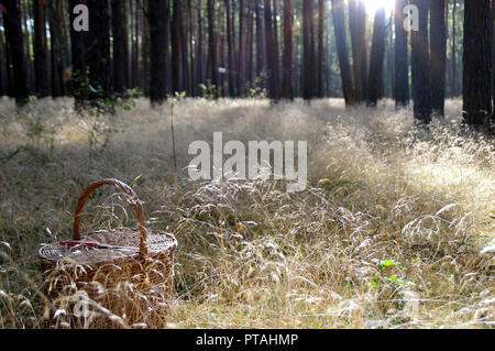 Frischen Herbstmorgen im Wald. Korb mit Messer auf Gras im Wald - bereit für saisonale Pilze sammeln. Stockfoto