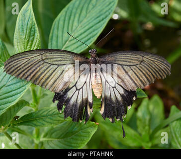 Ein Weibchen grau gelb Mormone Schmetterling auf ein Blatt, Papilio Iowi in einer Schmetterlingsfarm in die Botanischen Gärten von St Andrews, Fife, Schottland. Stockfoto