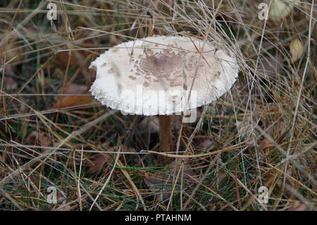 Wild Mushroom mit grossen Gap im Wald. Macrolepiota Procera (Parasol Pilze) im Gras. Stockfoto