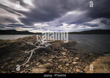 Ufer des Foldsjoen See in Hommelvik, mitten in Norwegen. Niedriger Wasserstand enthüllt trockene Wurzeln auf der Unterseite. Stockfoto