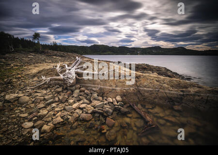 Ufer des Foldsjoen See in Hommelvik, mitten in Norwegen. Niedriger Wasserstand enthüllt trockene Wurzeln auf der Unterseite. Stockfoto