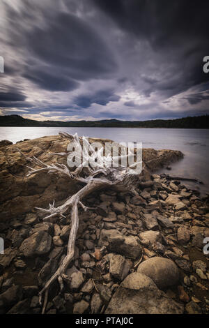 Ufer des Foldsjoen See in Hommelvik, mitten in Norwegen. Niedriger Wasserstand enthüllt trockene Wurzeln auf der Unterseite. Stockfoto