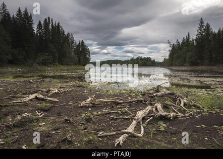 Ufer des Foldsjoen See in Hommelvik, mitten in Norwegen. Niedriger Wasserstand enthüllt trockene Wurzeln auf der Unterseite. Stockfoto