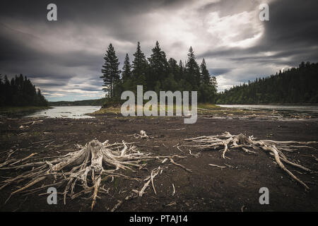 Ufer des Foldsjoen See in Hommelvik, mitten in Norwegen. Niedriger Wasserstand enthüllt trockene Wurzeln auf der Unterseite. Stockfoto