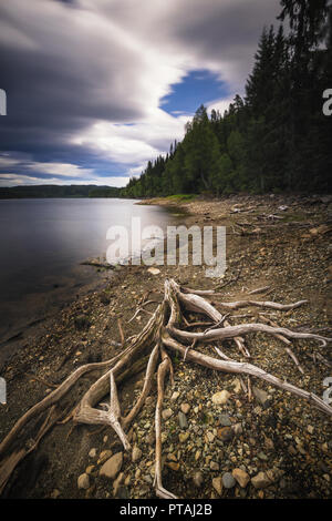 Ufer des Foldsjoen See in Hommelvik, mitten in Norwegen. Niedriger Wasserstand enthüllt trockene Wurzeln auf der Unterseite. Stockfoto