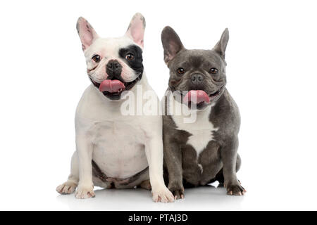 Studio Schuß von zwei bezaubernde Französische Bulldogge sitzen auf weißem Hintergrund. Stockfoto