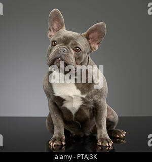 Studio geschossen von einem entzückenden Französische Bulldogge sitzen auf grauen Hintergrund. Stockfoto