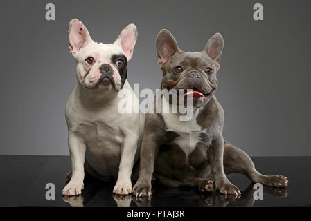Studio Schuß von zwei bezaubernde Französische Bulldogge sitzen auf grauen Hintergrund. Stockfoto