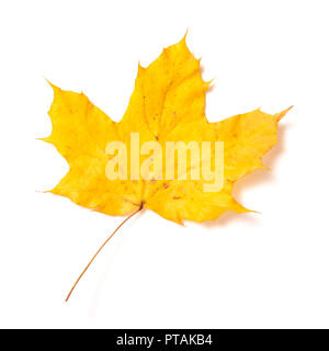 Ein Herbst gelb maple leaf auf weißem Hintergrund Stockfoto