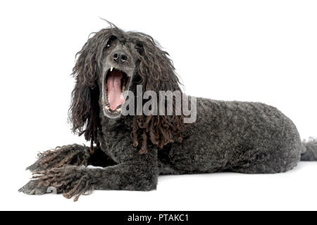 Studio geschossen von einem entzückenden Puli liegen auf weißem Hintergrund. Stockfoto