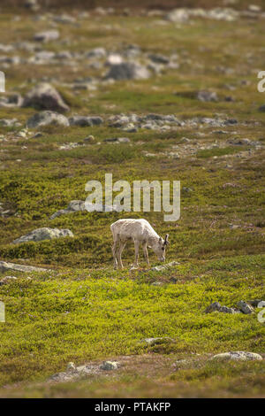 Rentiere in den Bergen von femundsmarka Nationalpark in Norwegen. Stockfoto