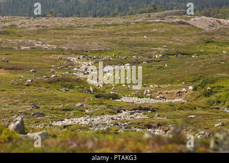 Rentiere in den Bergen von femundsmarka Nationalpark in Norwegen. Stockfoto