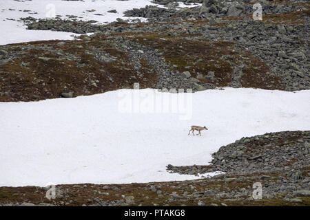 Rentiere in den Bergen von femundsmarka Nationalpark in Norwegen. Stockfoto