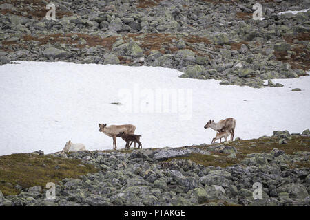 Rentiere in den Bergen von femundsmarka Nationalpark in Norwegen. Stockfoto