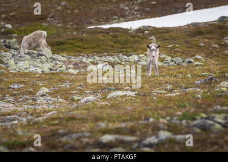 Rentiere in den Bergen von femundsmarka Nationalpark in Norwegen. Stockfoto