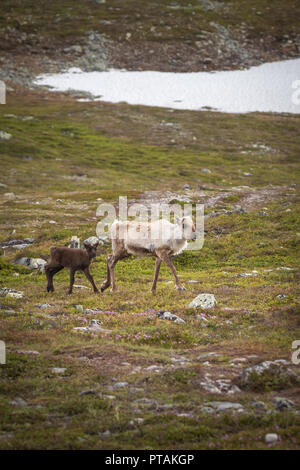 Rentiere in den Bergen von femundsmarka Nationalpark in Norwegen. Stockfoto