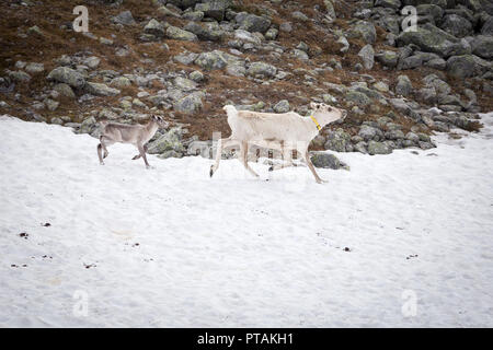 Rentiere in den Bergen von femundsmarka Nationalpark in Norwegen. Stockfoto