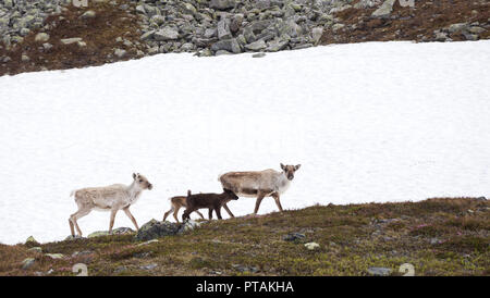 Rentiere in den Bergen von femundsmarka Nationalpark in Norwegen. Stockfoto