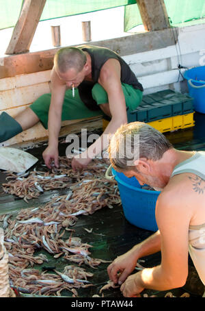 Tribunj, Kroatien - August, 24, 2018: Zwei fischer Sortieren der Fänge auf einem Deck eines Trawlers Boot, im Sommer Stockfoto