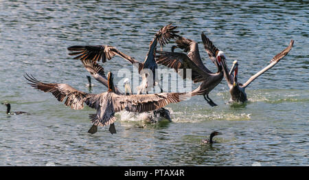 Eine große Gruppe der Kämpfenden Pelikane im Moss Landing State Wildlife Area, in der Monterrey Bay, Kalifornien Stockfoto