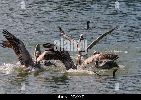 Eine große Gruppe der Kämpfenden Pelikane im Moss Landing State Wildlife Area, in der Monterrey Bay, Kalifornien Stockfoto