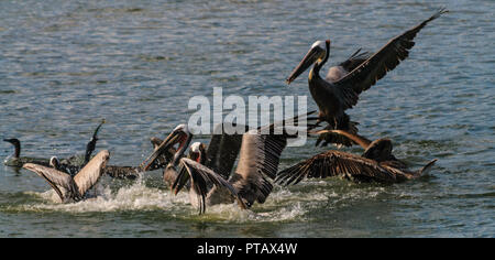 Eine große Gruppe der Kämpfenden Pelikane im Moss Landing State Wildlife Area, in der Monterrey Bay, Kalifornien Stockfoto