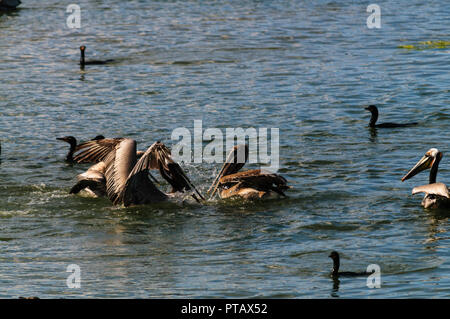 Eine große Gruppe der Kämpfenden Pelikane im Moss Landing State Wildlife Area, in der Monterrey Bay, Kalifornien Stockfoto