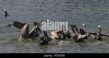 Eine große Gruppe der Kämpfenden Pelikane im Moss Landing State Wildlife Area, in der Monterrey Bay, Kalifornien Stockfoto