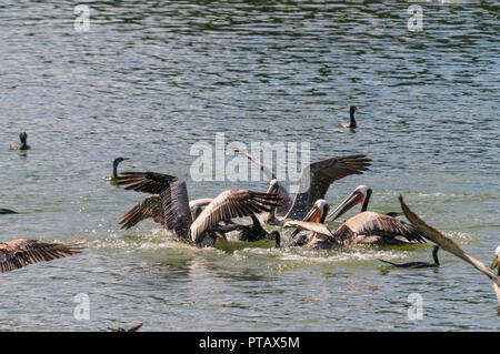 Eine große Gruppe der Kämpfenden Pelikane im Moss Landing State Wildlife Area, in der Monterrey Bay, Kalifornien Stockfoto