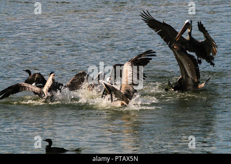 Eine große Gruppe der Kämpfenden Pelikane im Moss Landing State Wildlife Area, in der Monterrey Bay, Kalifornien Stockfoto