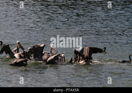 Eine große Gruppe der Kämpfenden Pelikane im Moss Landing State Wildlife Area, in der Monterrey Bay, Kalifornien Stockfoto