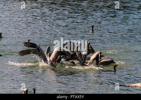 Eine große Gruppe der Kämpfenden Pelikane im Moss Landing State Wildlife Area, in der Monterrey Bay, Kalifornien Stockfoto